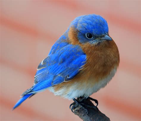 Lets Keep Those Ohio Bluebirds Flying! | By Blue Bird Pete ...