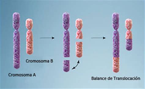 Leucemia Mieloide Cronica: il cromosoma speciale   laCOOLtura