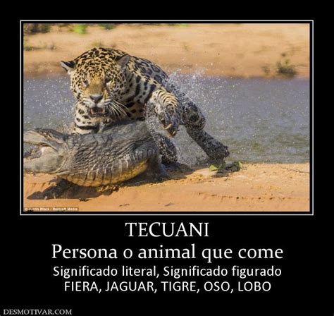Libro Tecuanes jaguares: Significado de la palabra  TECUANES