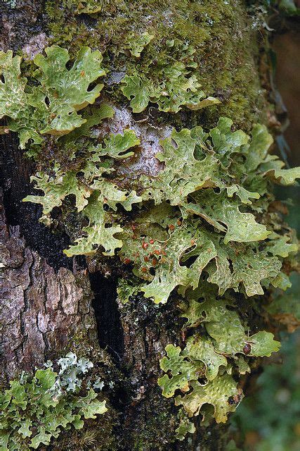 Lichen | Trees | Pinterest | Musgo, Hongos y Naturaleza