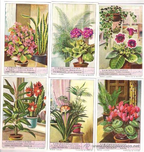 liebig serie completa nº 1574 plantas ornamenta   Comprar ...
