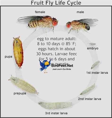 Life Cycle Of A Fruit Fly