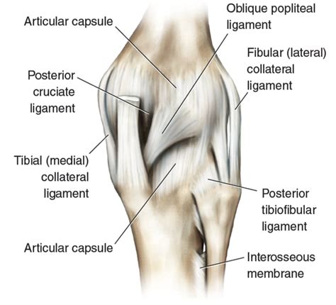 Ligament   Pictures, posters, news and videos on your ...