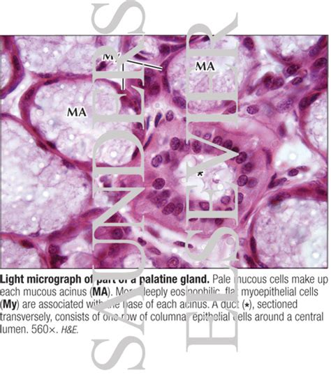 Light Micrograph of Part of a Palatine Gland
