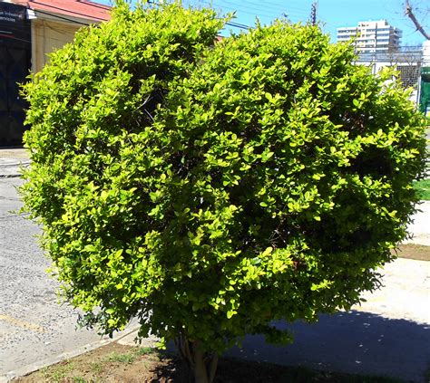 Ligustrina  ligustrum sinense . Como arbusto ornamental ...