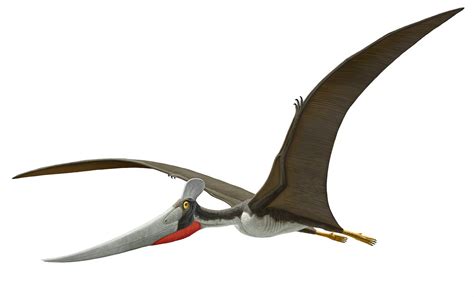 Like Dinosaurs, With Wings! 5 Facts About Pterosaurs   NBC ...