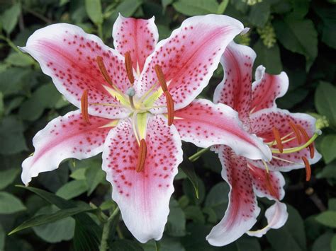 Lilly Flower Types HD Wallpaper 1600x1200 free download ...