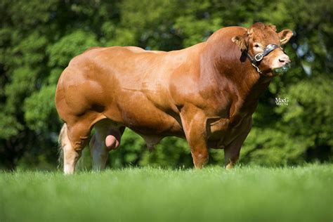 Limousin Females For Sale   MacGregor Photography