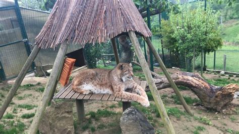 LINCE BOREAL  Lynx lynx  | Zoologico El Bosque   El Zoo de ...