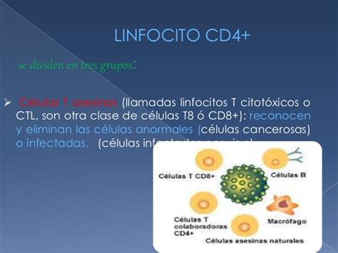 Linfocitos cd4 e importancia en el sida FISIOLOGIA