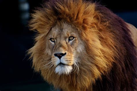 Lion Predator Dangerous · Free photo on Pixabay