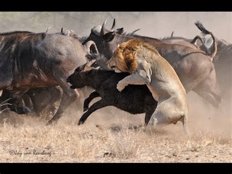 Lion s Fight To The DEATH   Africa s Dry Savannah ...