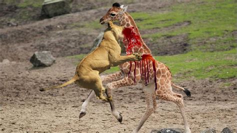 Lion vs Giraffe Giraffe Wins | Lion vs Giraffe Fight to ...