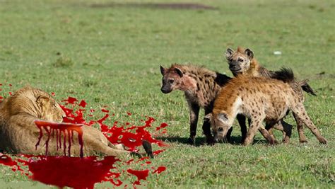 Lion vs Hyena Real Fight   Lion vs Hyena Fight To Death ...
