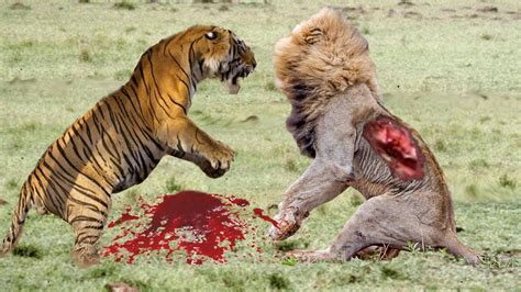 Lion vs Tiger Real Fight 2016 | Lion vs Tiger Best Attack ...