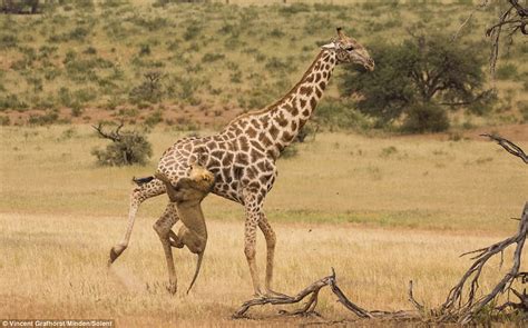 Lions tag team to take down giraffe in Botswana SA reserve ...