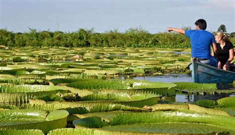 Lirios gigantes atraen a los turistas en el río Paraguay ...