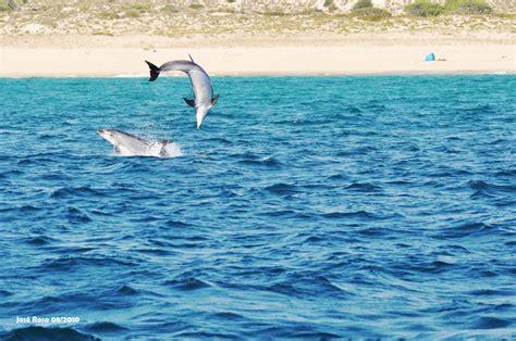 Lisboa  Setúbal  Troia: El Ferry de los delfines