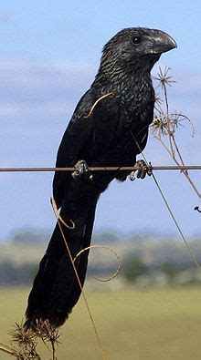 List of birds of Montserrat   Wikipedia