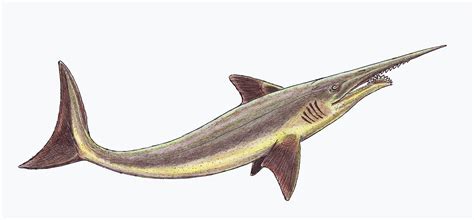 List of prehistoric cartilaginous fish genera   Wikipedia
