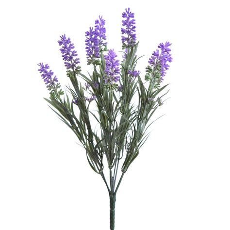 List of Synonyms and Antonyms of the Word: Lavanda Planta