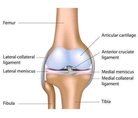 List of Synonyms and Antonyms of the Word: mcl ligament