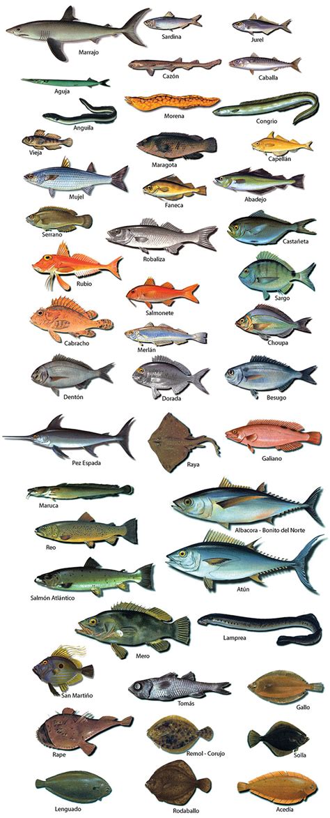 List of Synonyms and Antonyms of the Word: nombres de pescados
