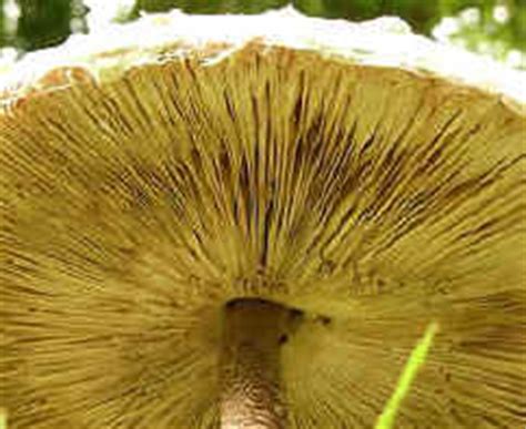 List of the names of different kinds of fungus Science ...