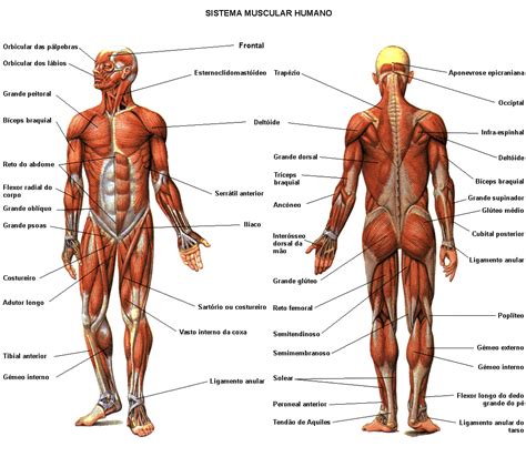 Lista de Músculos: descripción, origen, función, imagen ...