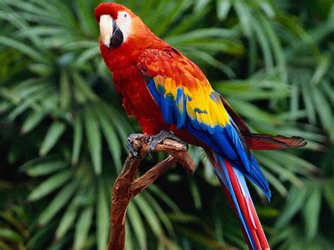 Lista: Las plumas de aves más bonitas y exóticas