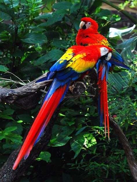 Lista: Most Beautiful Birds In The World / Las Aves Más ...