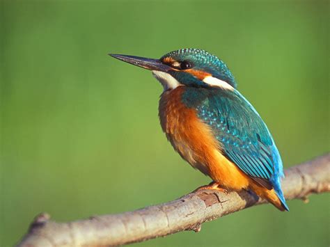 Listen to the birds: The Kingfisher Are Brightly Coloured ...