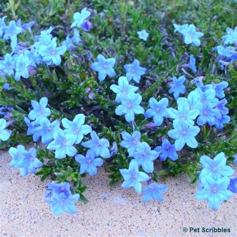 Lithodora: Evergreen Perennial with Electric Blue Flowers ...