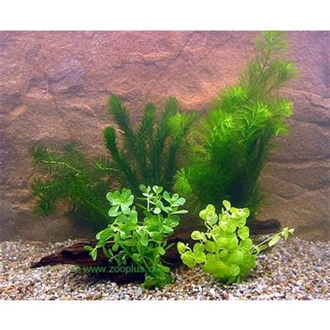 Live Aquarium Bound Plants Goldfish Set     5 different ...