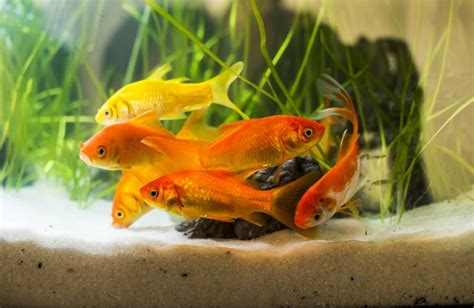 Live Aquarium Cold Water Fish for Sale   Assorted Goldfish ...