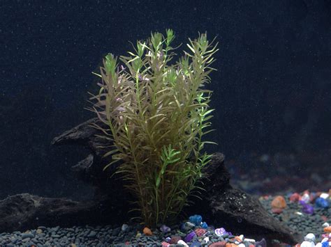 Live Aquarium Plants Package – 8 Easy Aquatic Species ...