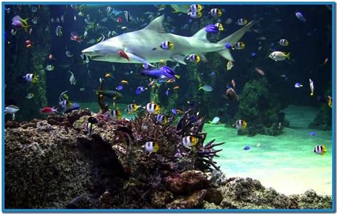 live fish screensaver free download   Video Search Engine ...