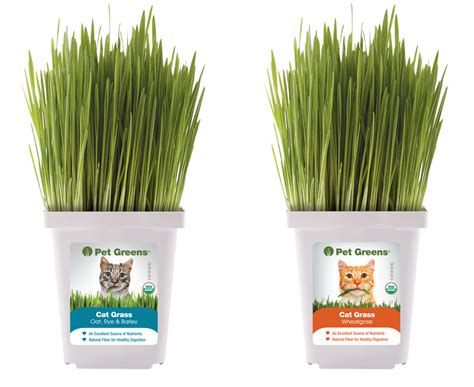 Live Grass for Cats and Dogs: Wheat Grass, Cat Grass