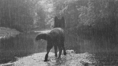 Lobo bajo la lluvia. Sonidos de lluvia y lobos, tormenta ...