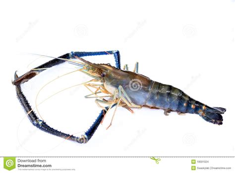 Lobster Or Giant Freshwater Prawn Stock Images   Image ...