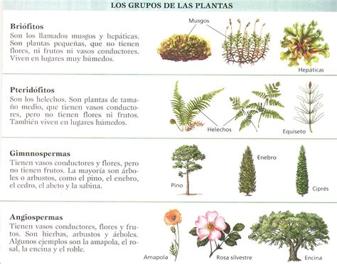Lolita Gomez: TAXONOMIA DE LAS PLANTAS