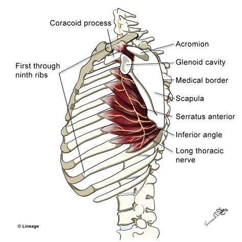 Long Thoracic Nerve Anatomy Medbullets Step 1