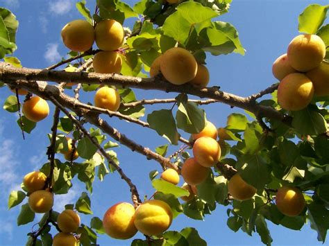 Los 10 árboles frutales más resistentes | eljardinonline.es