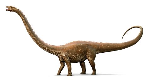 Los 10 dinosaurios mas grandes de la tierra   Listas curiosas