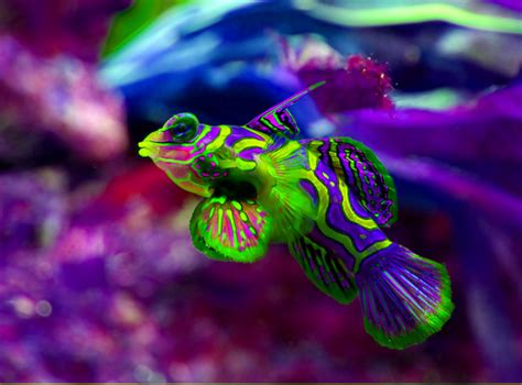 los 10 peces mas bonitos del mundo | Animalator C00