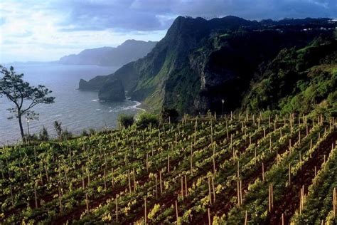 Los 12 paisajes de viñedos más espectaculares de España y ...