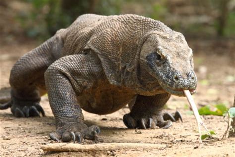Los 5 reptiles más grandes del planeta | Informacion sobre ...