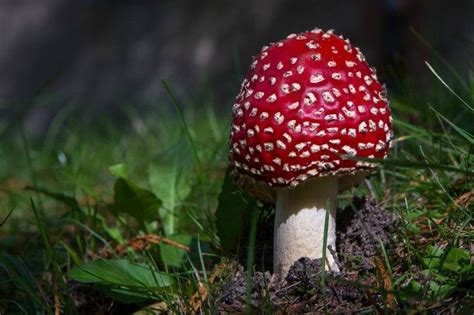 Los 50 hongos más buscados por la ciencia   Taringa!