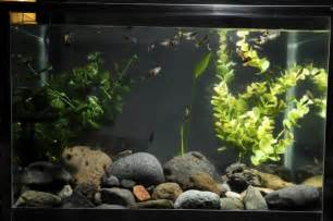 Los 8 mejores peces para tu acuario   VIX