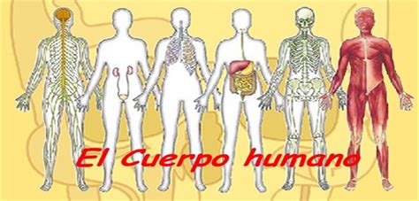 Los 9 sistemas del cuerpo humano y sus generalidades ...